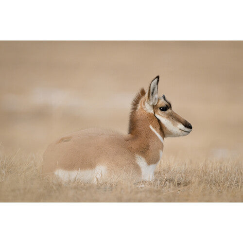 Nikon Z8 full-frame mirrorless camera body